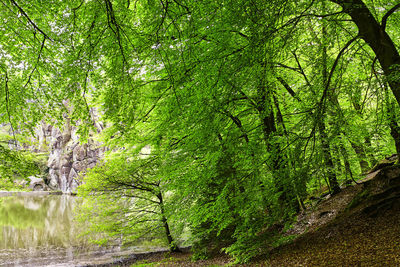 Trees growing in forest