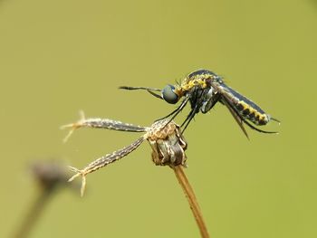 Close-up of insect