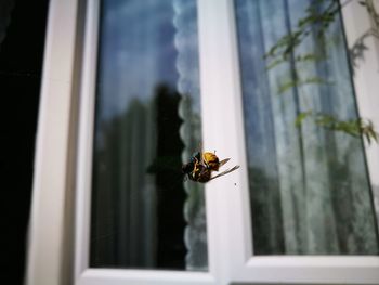 Honey bee tangled in spider web against window