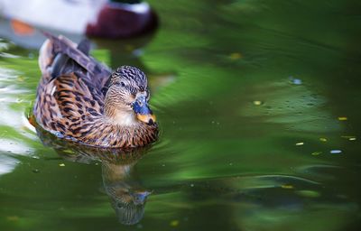 Mallard duck swimming on lake