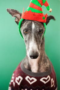 Close-up portrait of dog wearing sweater and knit hat against green background