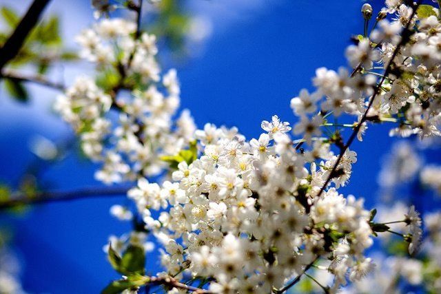 flower, freshness, growth, fragility, tree, branch, beauty in nature, focus on foreground, blossom, cherry blossom, nature, petal, close-up, blooming, in bloom, cherry tree, springtime, low angle view, white color, fruit tree