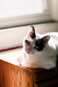 Portrait of cat relaxing at home