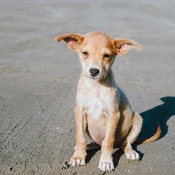 Portrait of puppy sitting on land