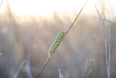 Close-up of lizard on grass