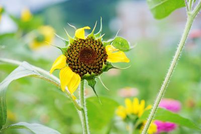 Close-up of yellow flower blooming outdoors