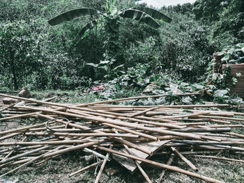 Stack of logs in forest