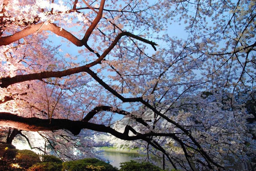 tree, branch, low angle view, growth, beauty in nature, flower, nature, cherry blossom, tranquility, blossom, sky, freshness, scenics, cherry tree, tree trunk, day, outdoors, sunlight, no people, tranquil scene