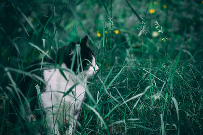 View of a cat on grass