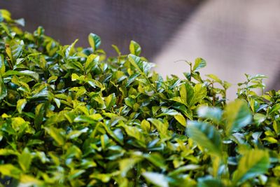 Close-up of green leaves on plant