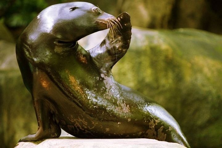 animal themes, animals in the wild, wildlife, one animal, bird, close-up, focus on foreground, water, side view, animal head, beak, nature, outdoors, day, no people, animal body part, zoology, two animals, beauty in nature, zoo