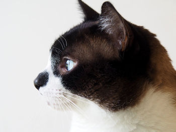 Close-up of a cat looking away