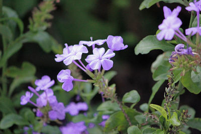 Close-up of purple flowers blooming outdoors