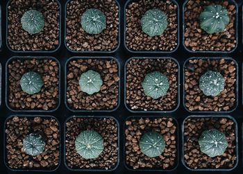 Full frame shot of potted plants