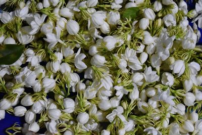 High angle view of white flower