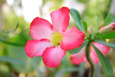 Close-up of pink flowering plant
