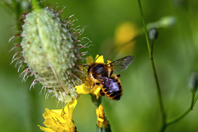 Close-up of bee pollinating on flower