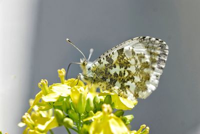 Close-up of butterfly on flower