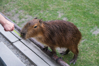 Feeding capybara at farm. 