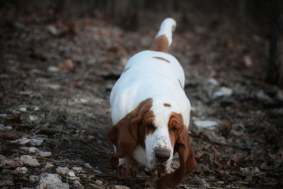 Portrait of white dog on field