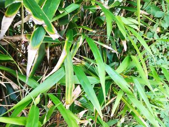 Close-up of fresh green plants in field