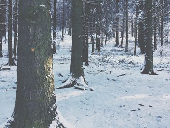 Trees in park