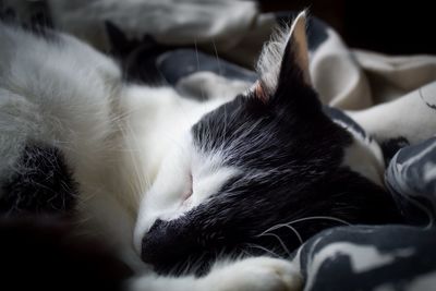 Close-up of cat sleeping on bed