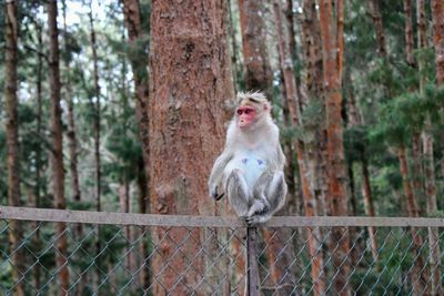 Close-up of monkey sitting on a forest gate