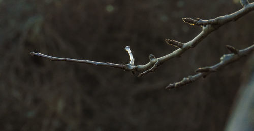 Close-up of bird perching on branch