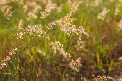 Close-up of flowering plant on field