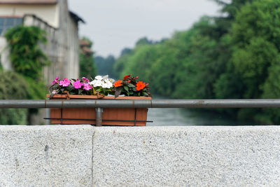 Flower pot on railing against plants