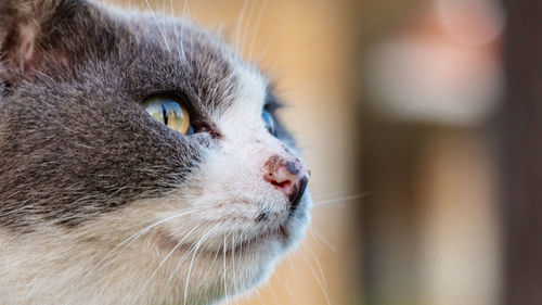 Close-up of cat looking away