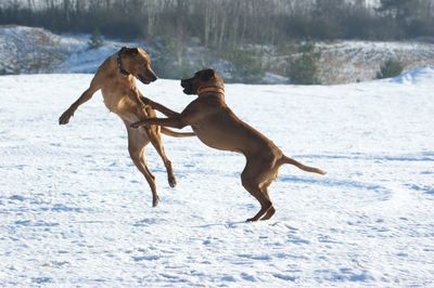 Dog running on snow covered landscape