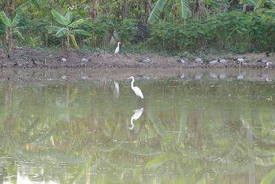 Gray heron perching on lake against plants