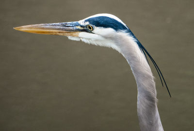 Close-up of a bird