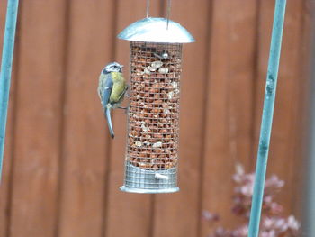 Close-up of bird perching on feeder