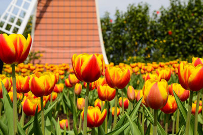 Close-up of tulips blooming in yard