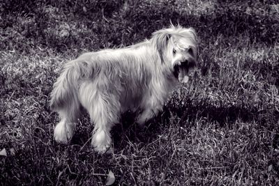 Dog standing on grassy field