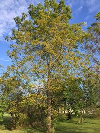 Trees on field