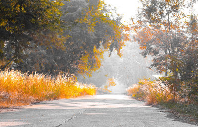 Road amidst trees in forest during autumn