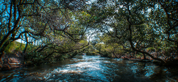 River amidst trees in forest