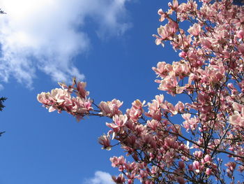 Low angle view of pink flowers blooming on tree