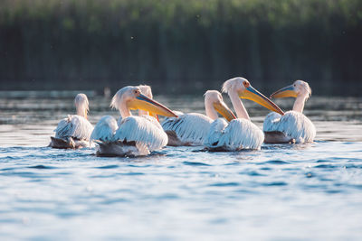 View of pelicans swimming in lake