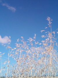 Low angle view of stalks against blue sky