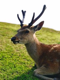 Close-up of giraffe on field