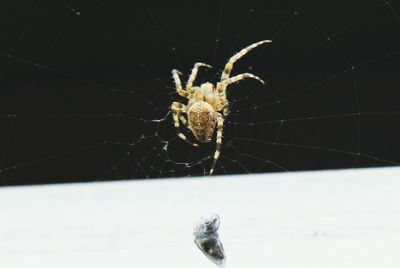 Close-up of spider on white surface