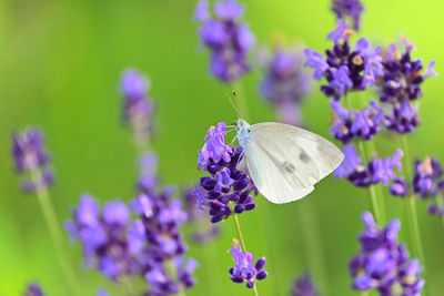 Close-up of butterfly on purple flowering plant