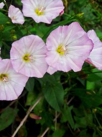 Close-up of pink flowering plants