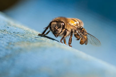 Close-up of honeybee on blue fabric