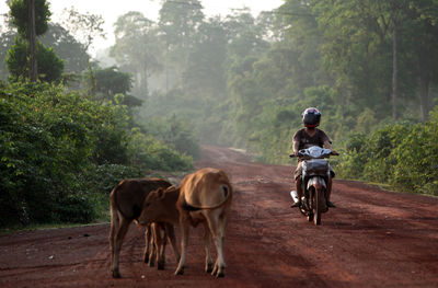 Calves by man riding motor scooter on road